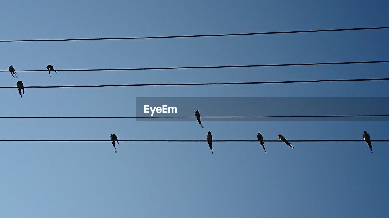 LOW ANGLE VIEW OF BIRDS PERCHING ON POWER LINES