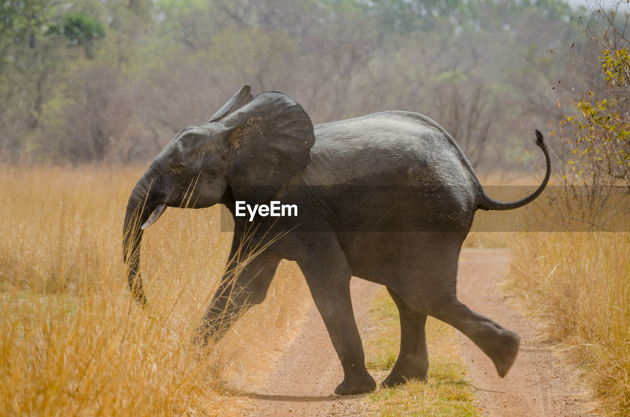 African elephant crossing dirt road and high grass in pendjari national park, benin, africa