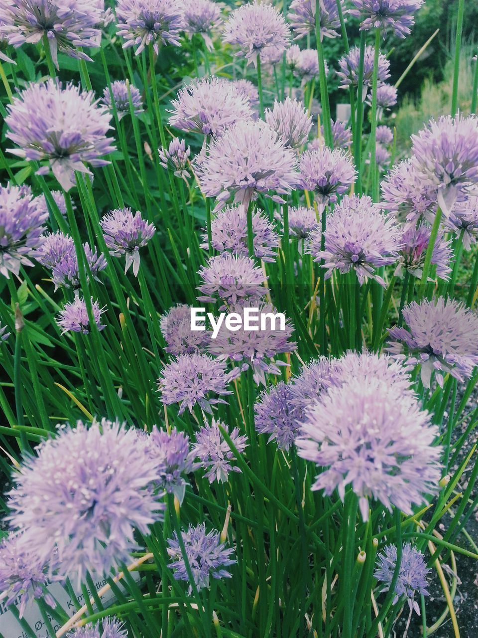 Purple flowering plants at botanical garden