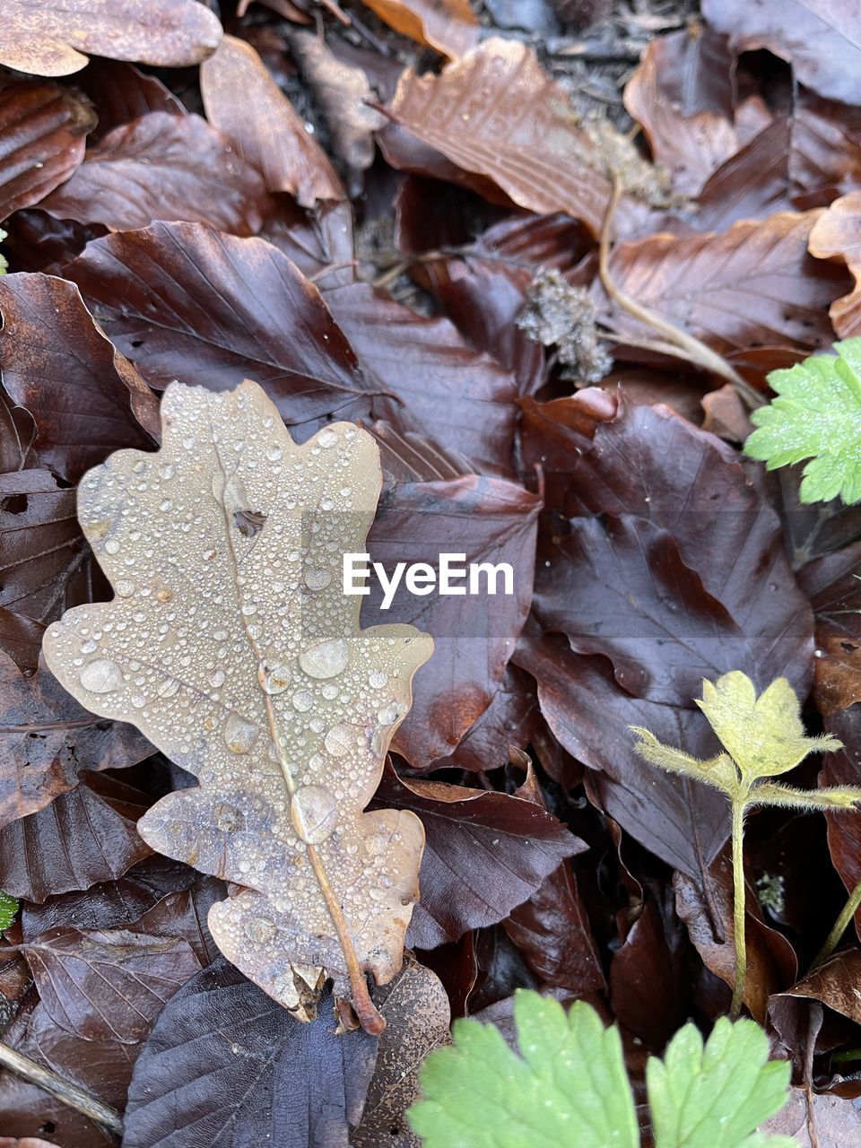 CLOSE-UP OF WET MAPLE LEAVES ON FIELD