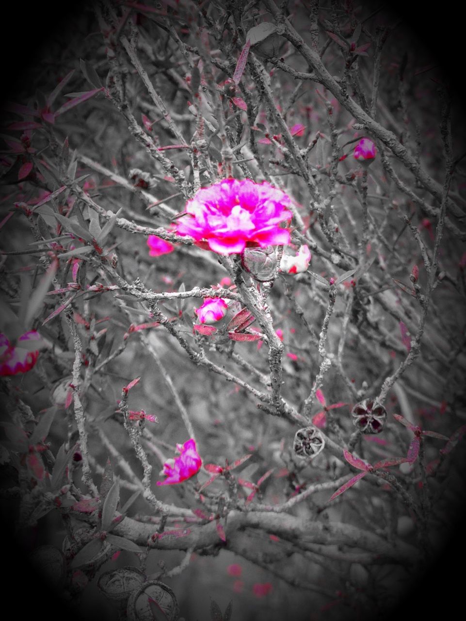 HIGH ANGLE VIEW OF PINK FLOWER