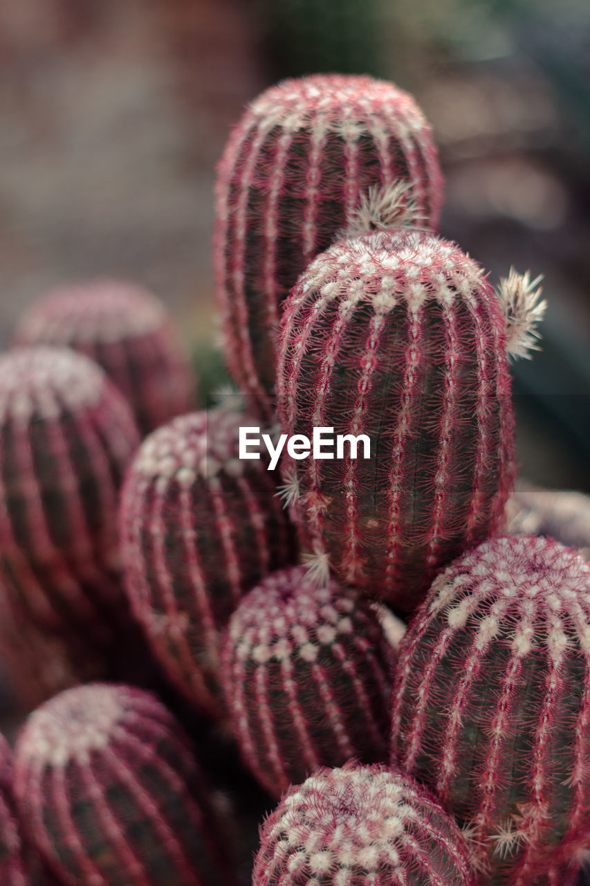 Close-up of cactus