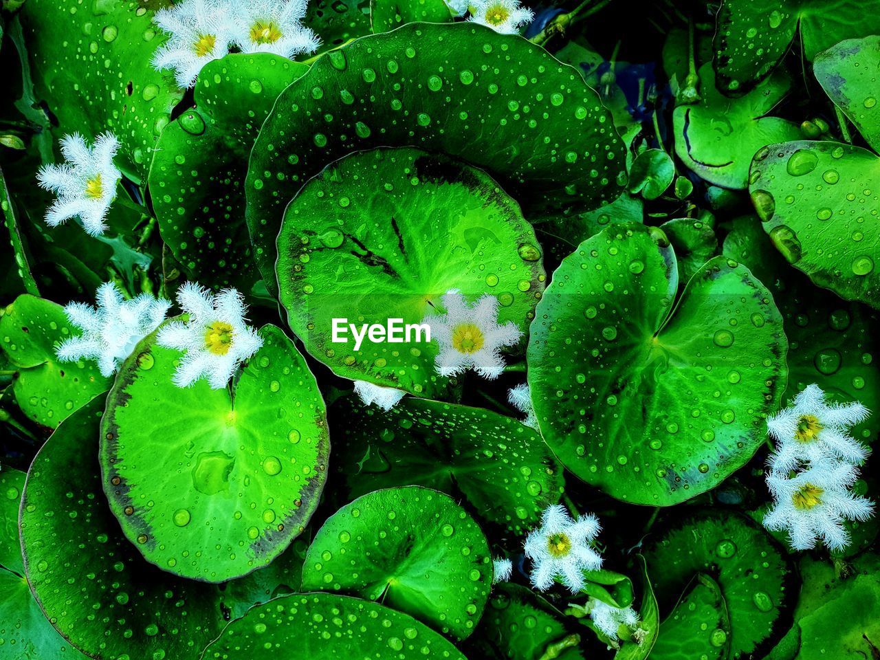 Full frame shot of wet leaves and flowers