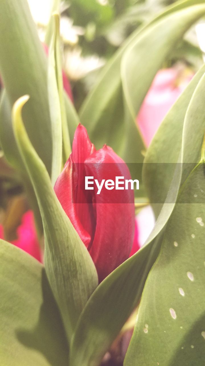 CLOSE-UP OF RED FLOWERS