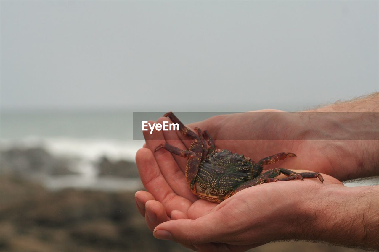 CLOSE-UP OF HAND HOLDING LEAF AGAINST SEA