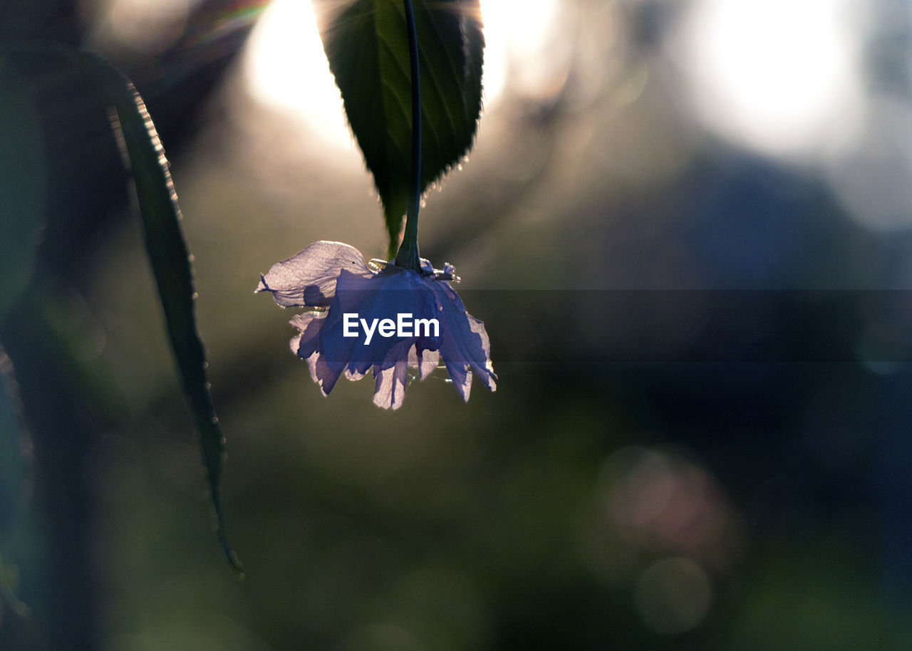 CLOSE UP OF PURPLE FLOWER