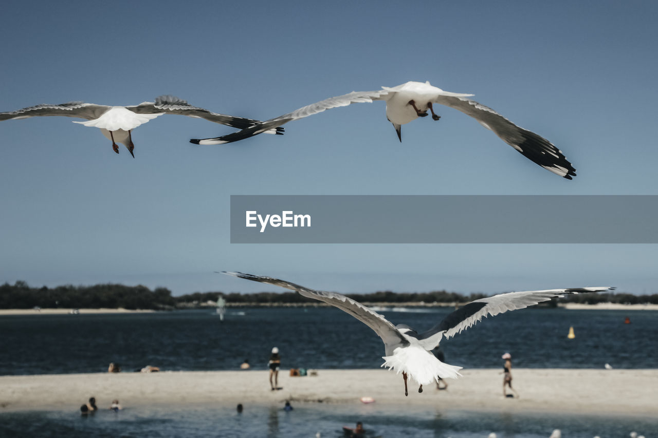 Seagulls flying over sea against sky