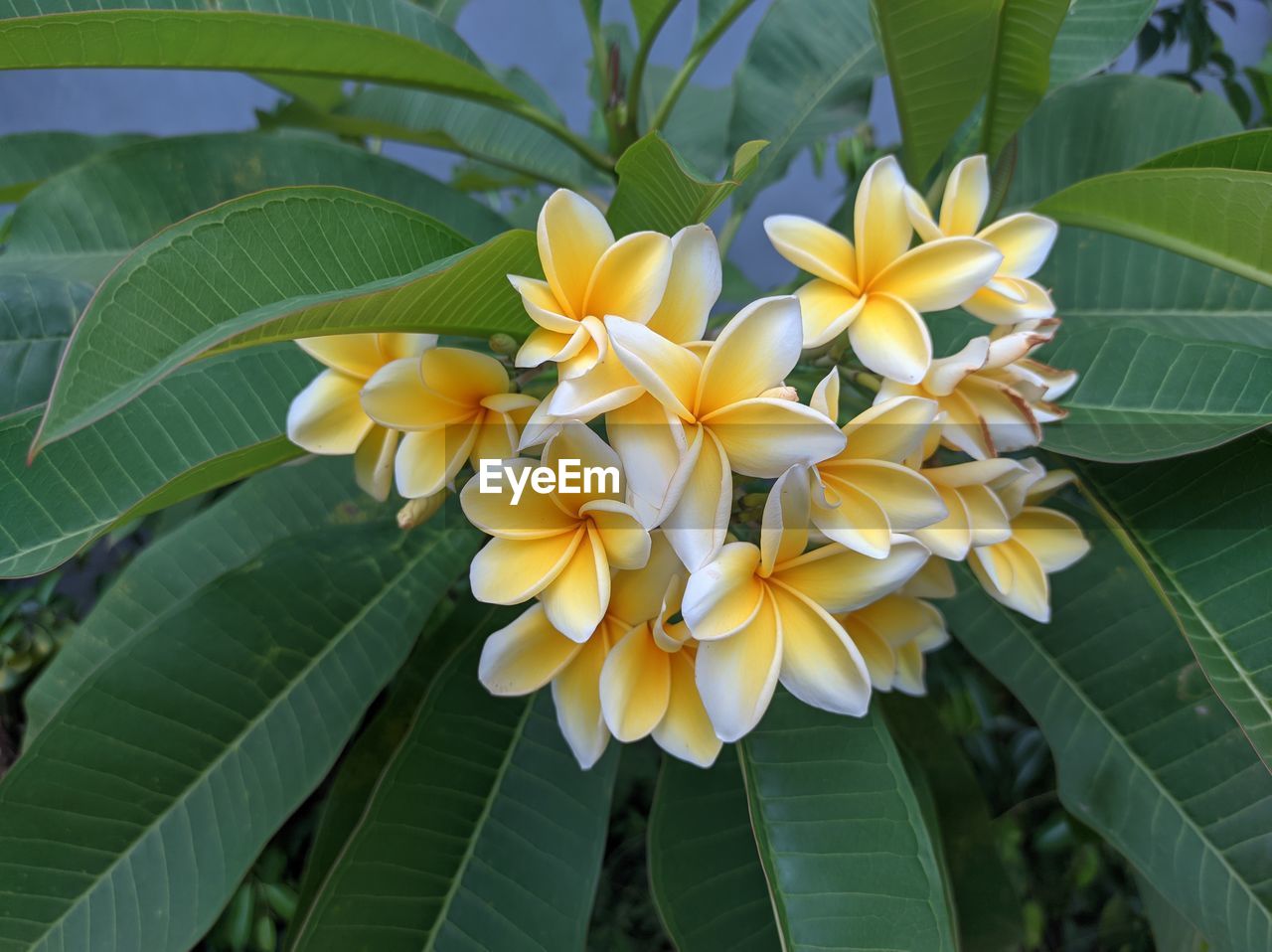 plant, leaf, plant part, flower, flowering plant, beauty in nature, growth, freshness, nature, yellow, close-up, petal, green, fragility, frangipani, flower head, no people, inflorescence, outdoors, tropical climate, day, tree, botany