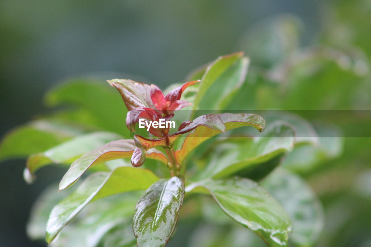 Close-up of flowering plant