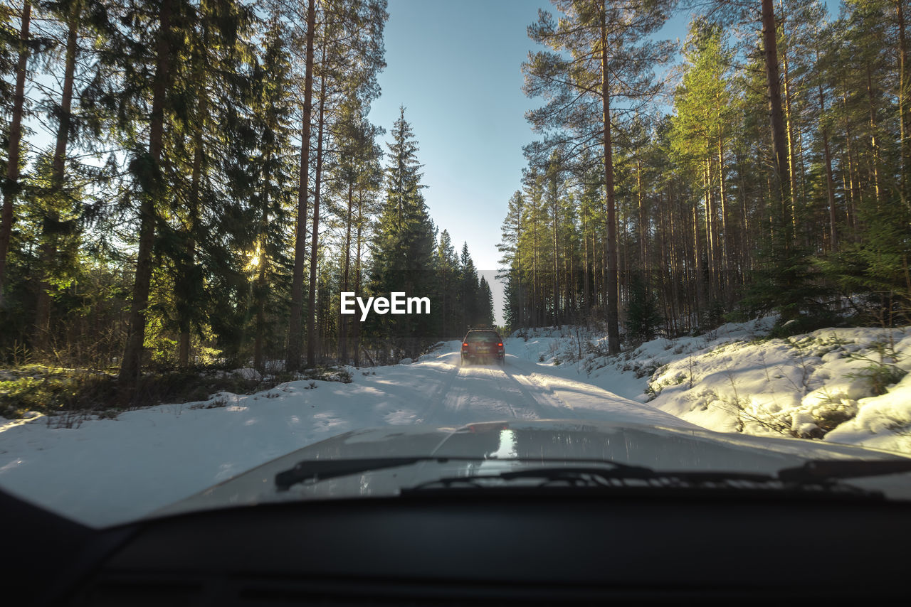 road amidst trees in forest