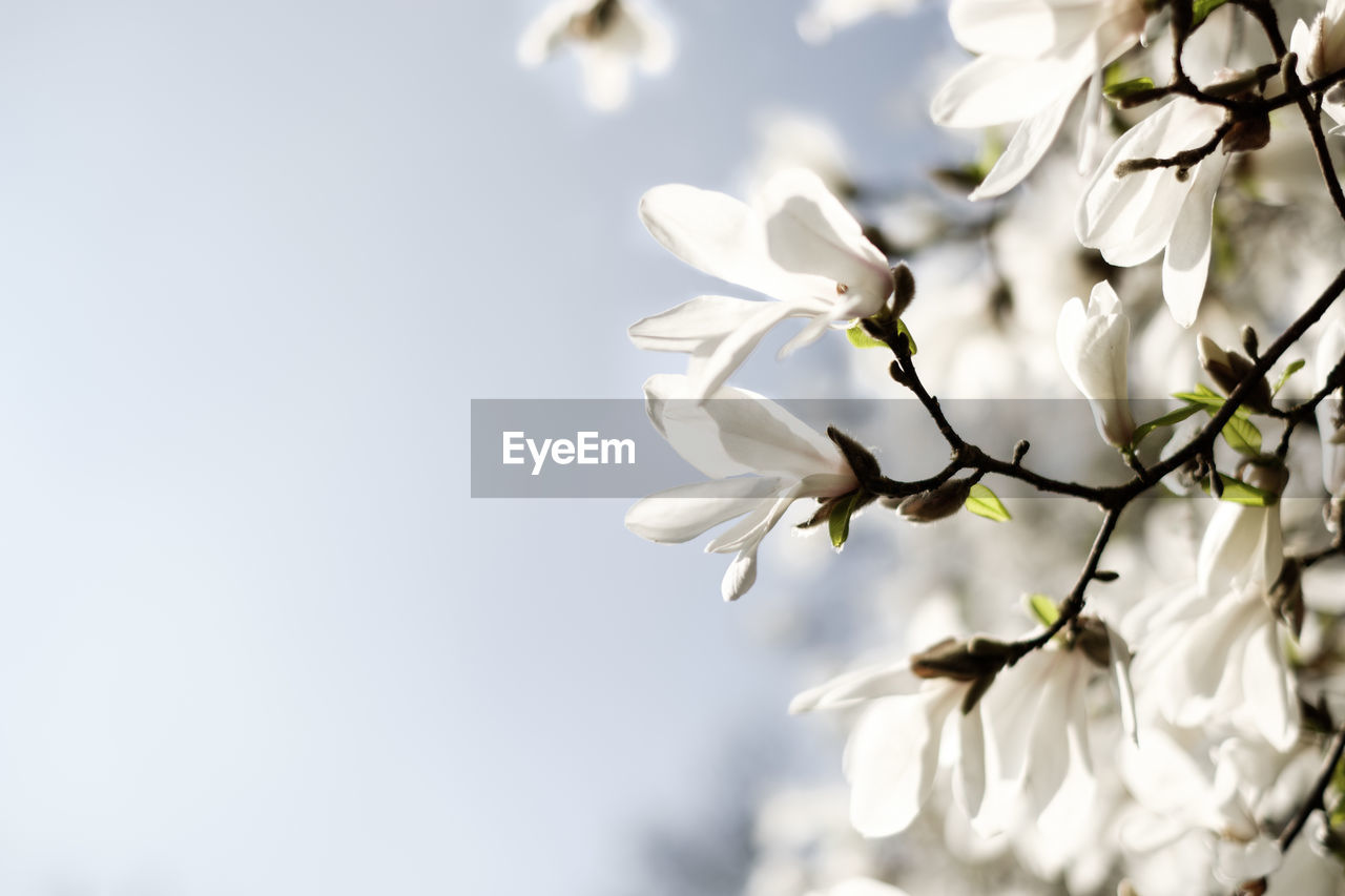 Low angle view of white flowering tree against sky