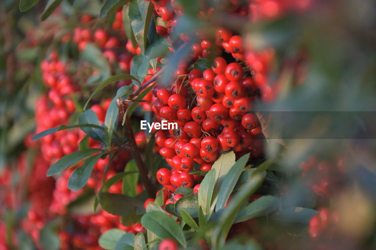 Close-up of red berries growing on tree