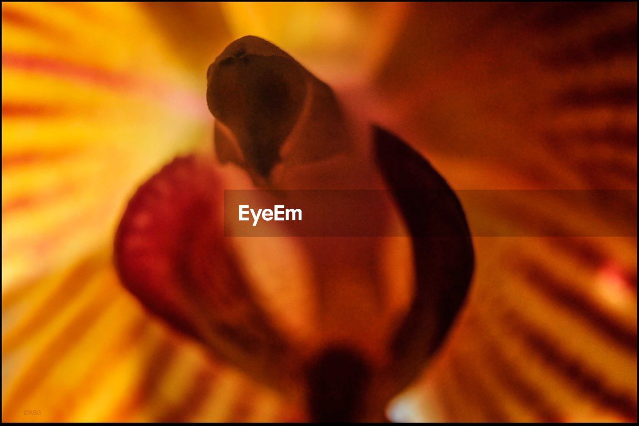 CLOSE-UP OF FLOWERS AGAINST BLURRED BACKGROUND