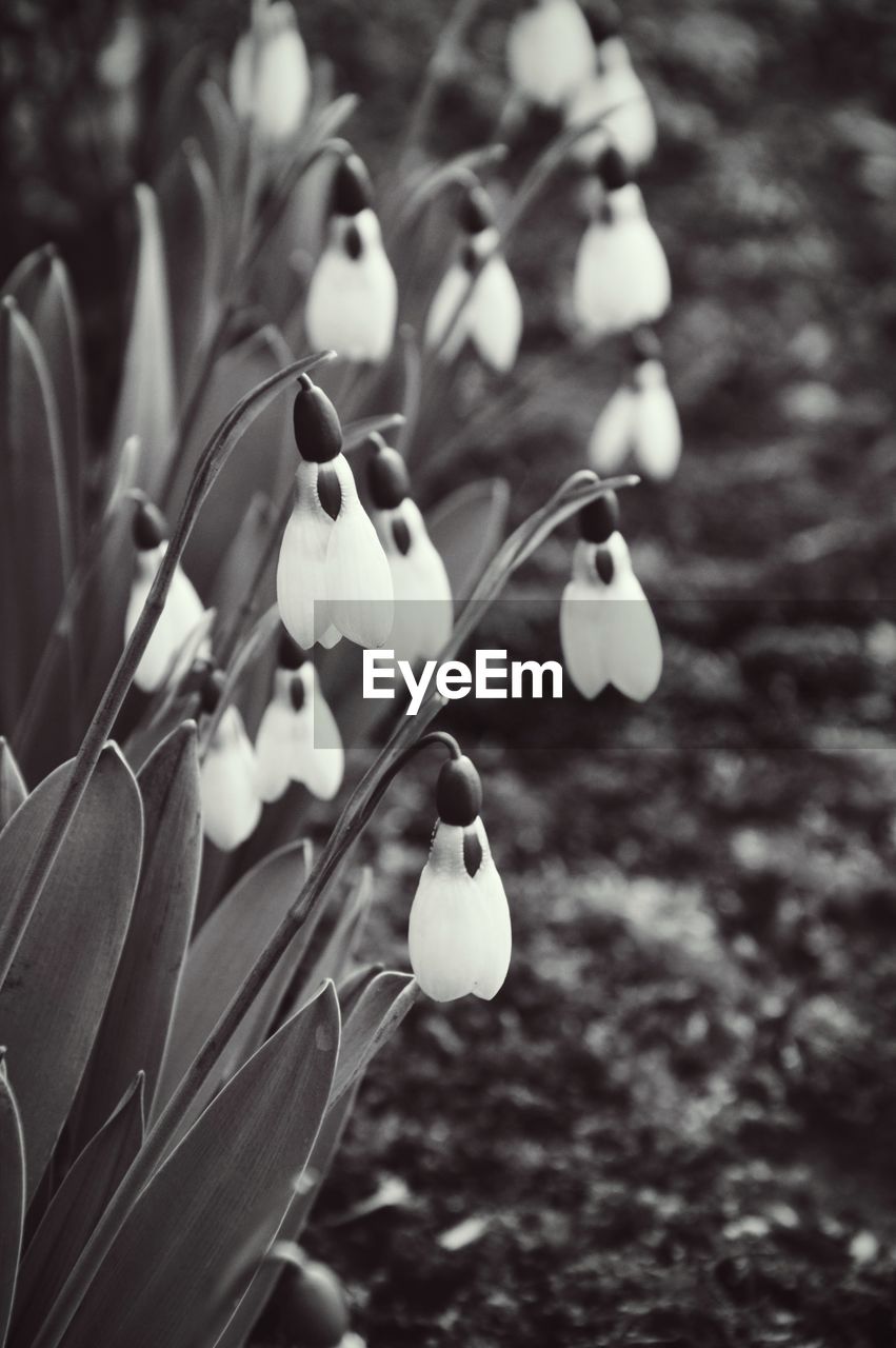 Close-up of snowdrop blooming on field