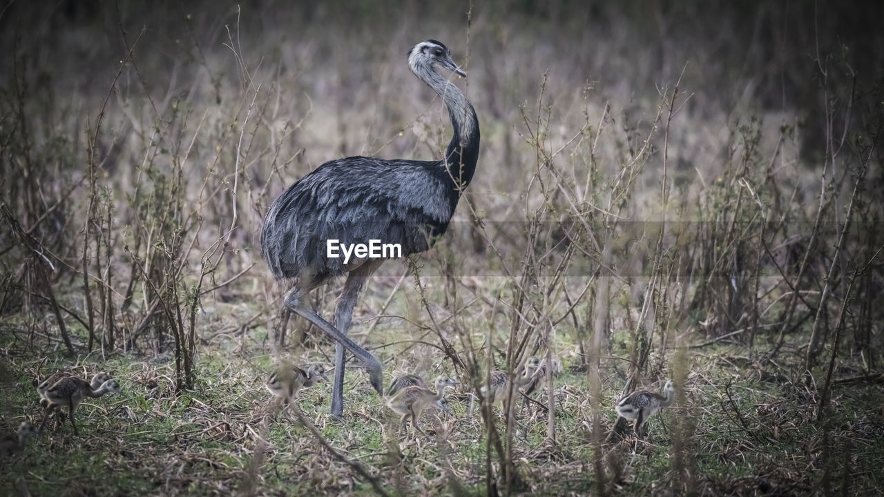 view of bird on field