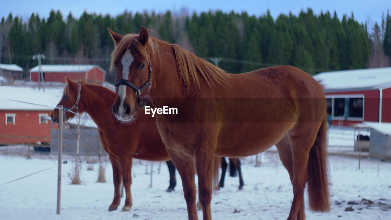 HORSE STANDING IN SNOW FIELD