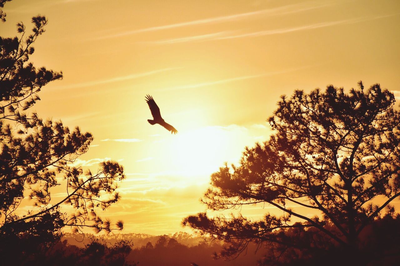 LOW ANGLE VIEW OF SILHOUETTE BIRDS PERCHING ON TREE AGAINST SKY