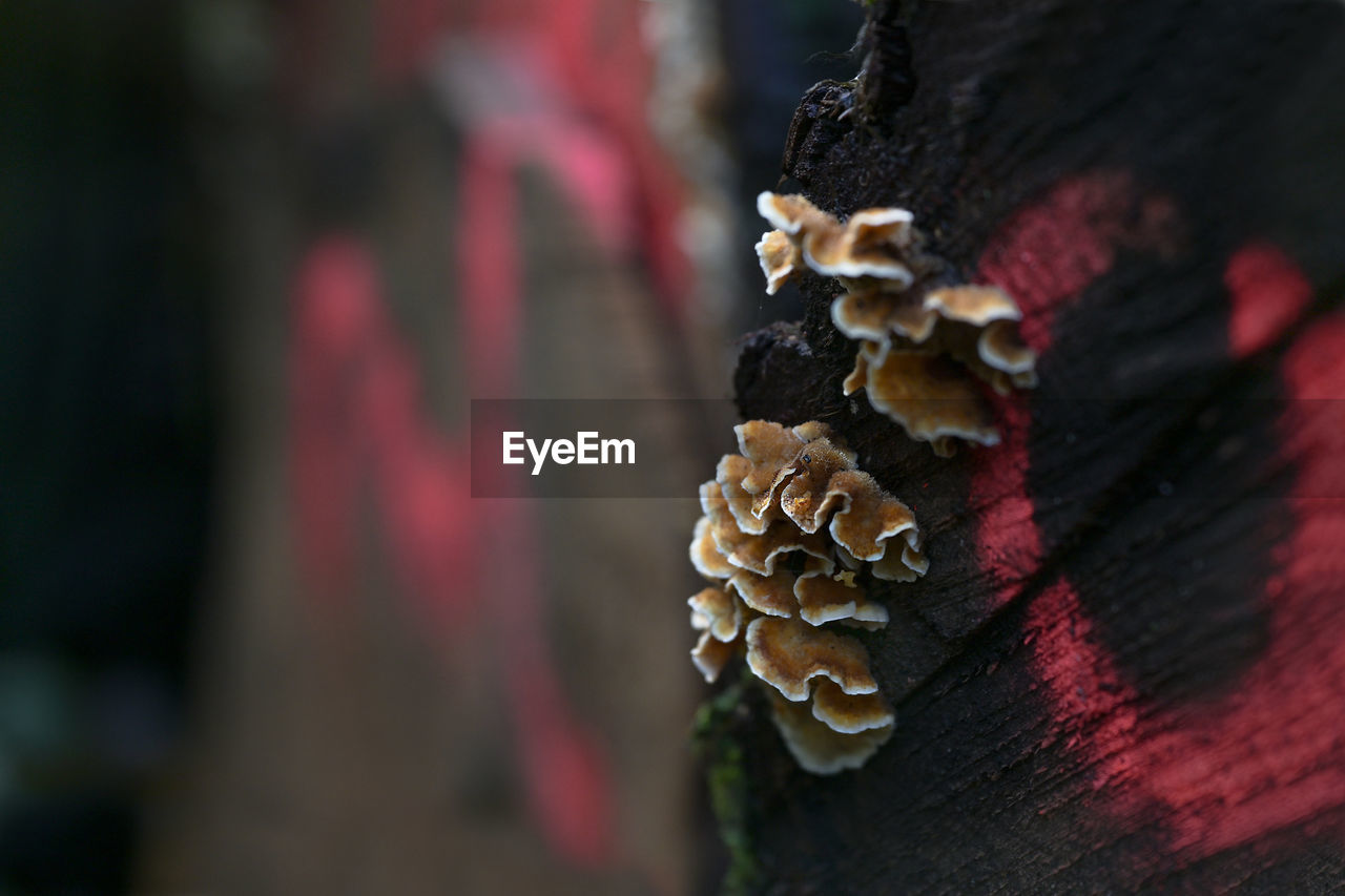 macro photography, close-up, leaf, red, focus on foreground, tree, wood, nature, plant, no people, tree trunk, autumn, day, trunk, flower, selective focus, outdoors, growth, beauty in nature, fungus, food