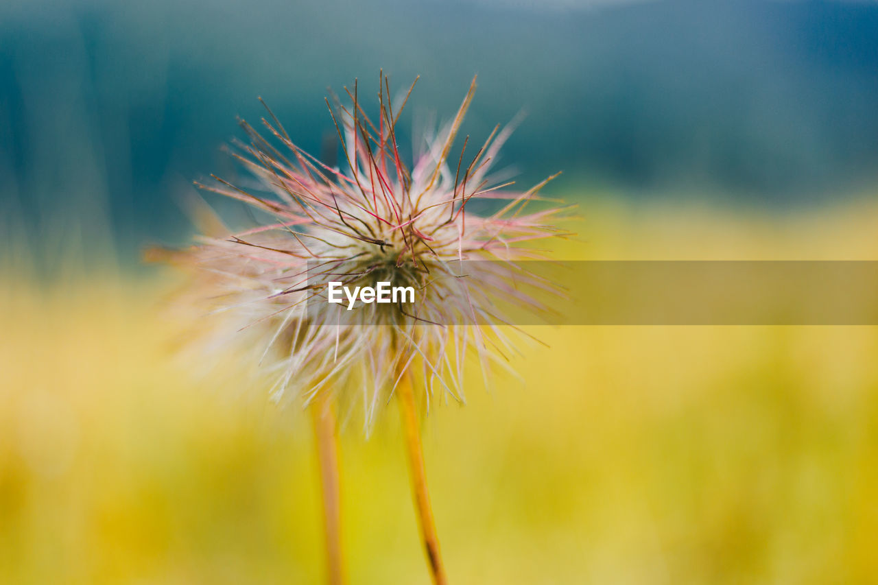 Close-up of dandelion on plant