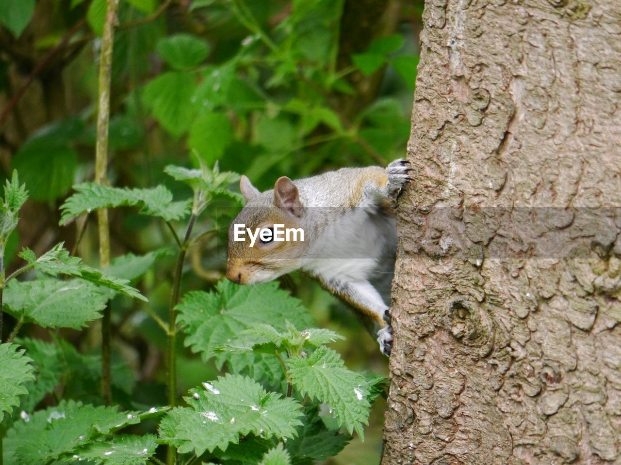 CLOSE-UP OF SQUIRREL ON TREE