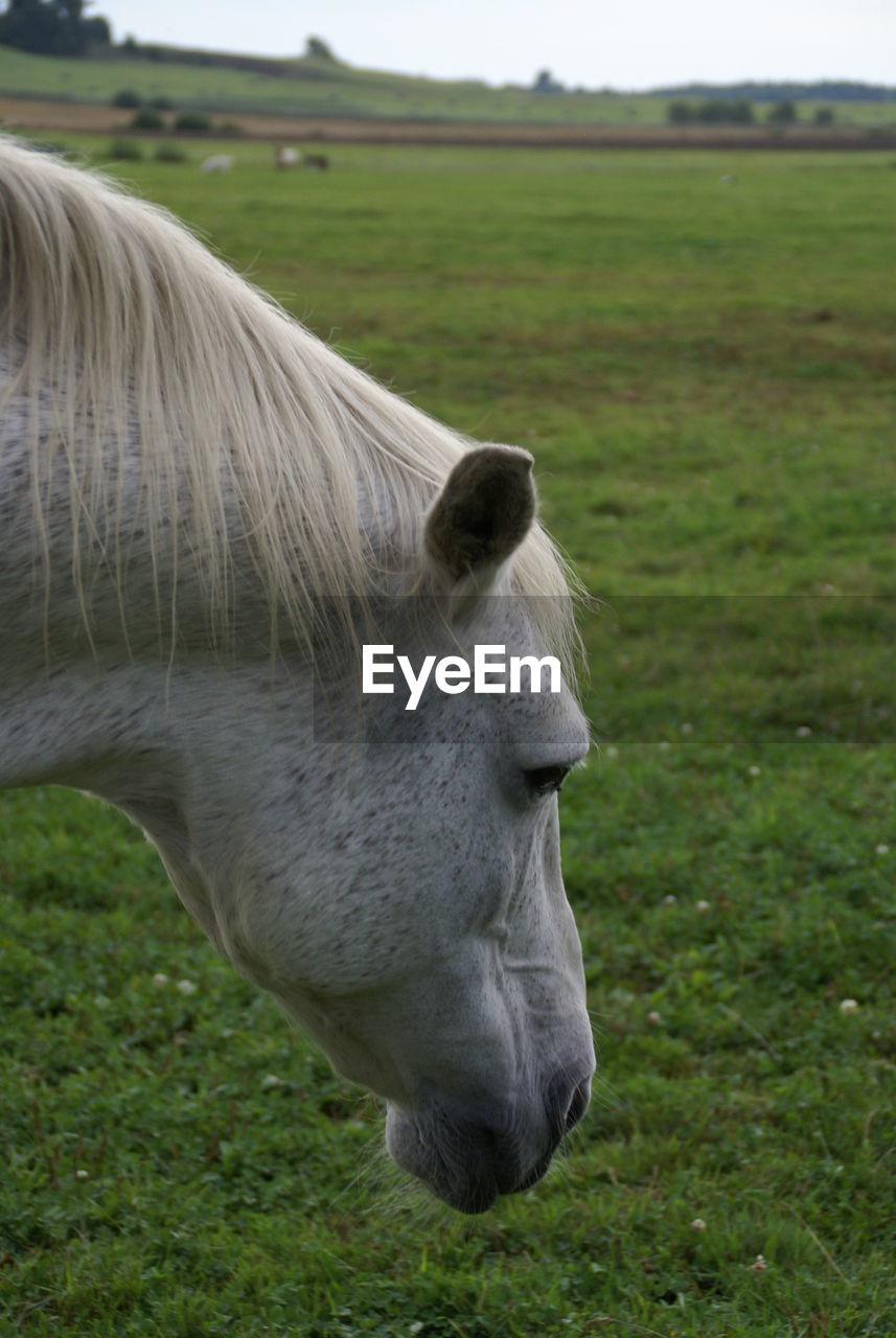 WHITE HORSE ON FIELD