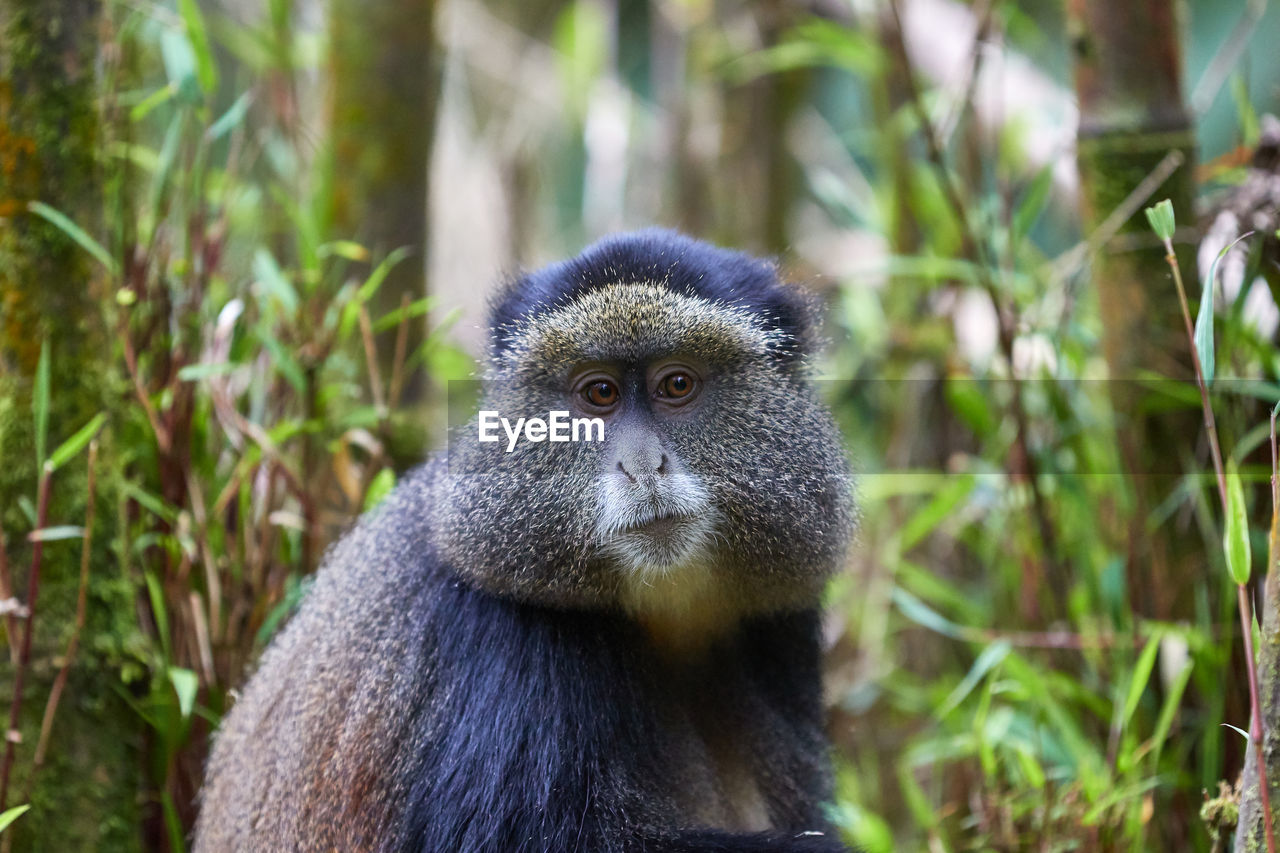 CLOSE-UP OF A MONKEY LOOKING AWAY
