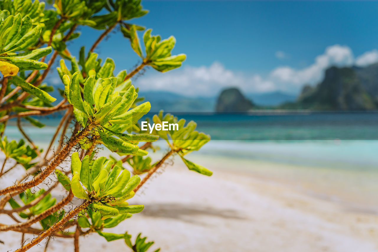 CLOSE-UP OF PLANT GROWING ON BEACH