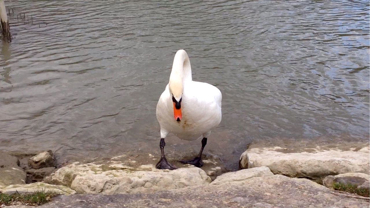 BIRDS IN WATER