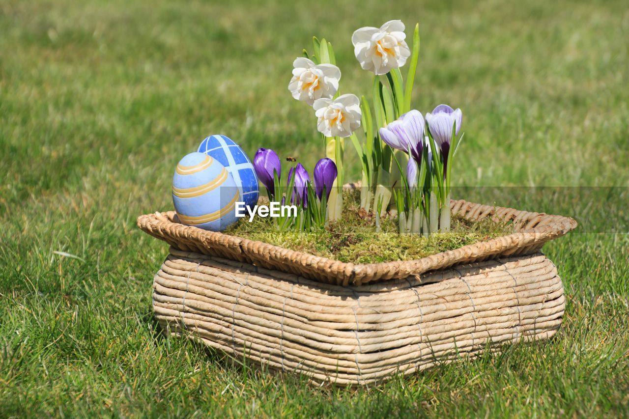 Close-up of purple flowers in basket on field