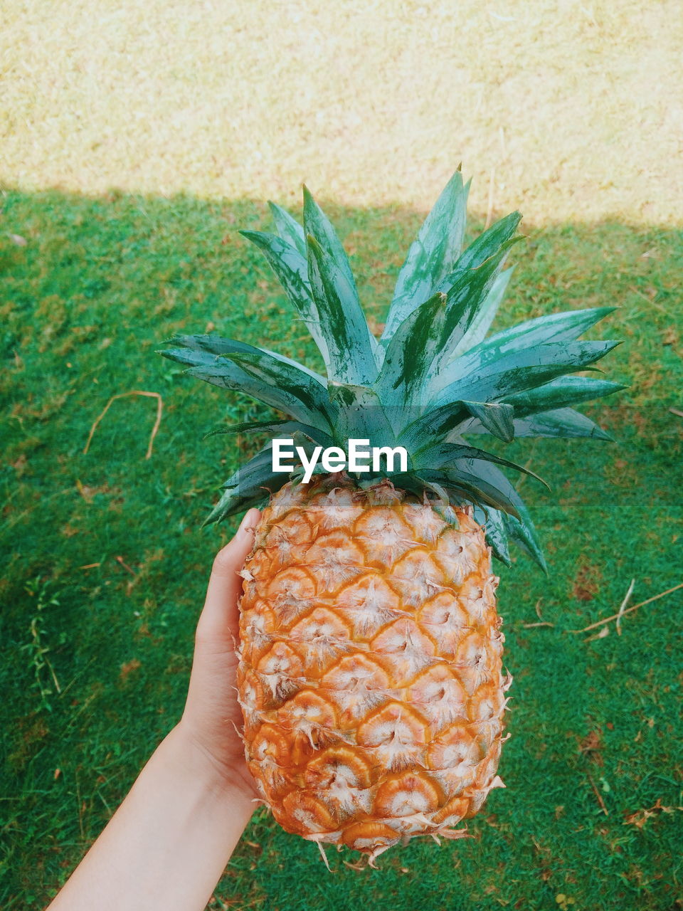 Cropped hand of woman holding pineapple over field