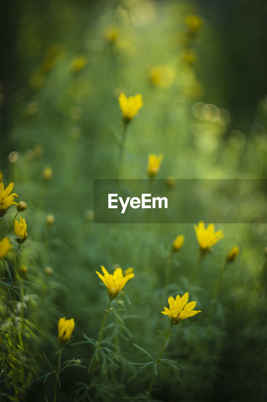 Close-up of yellow flowers blooming in field