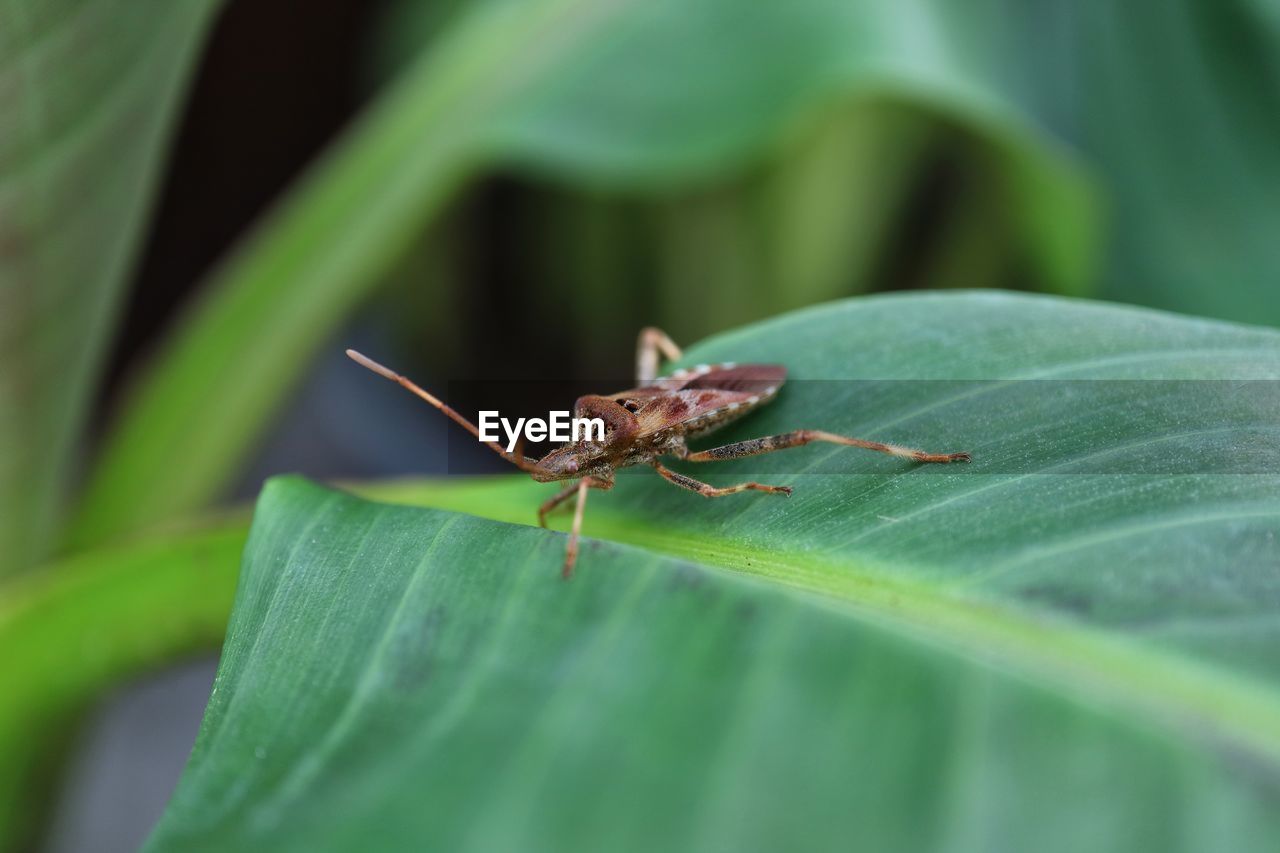 INSECT ON LEAF