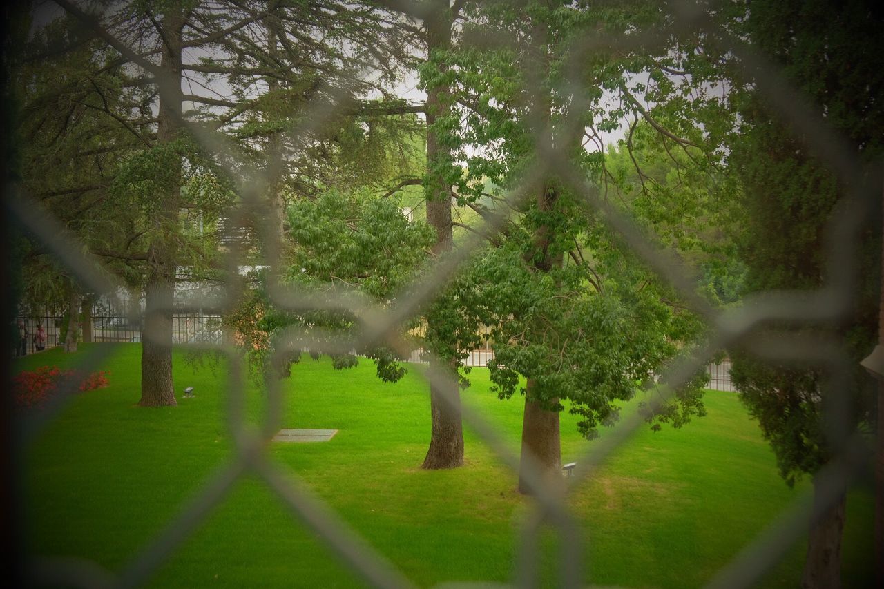 TREES GROWING IN PARK