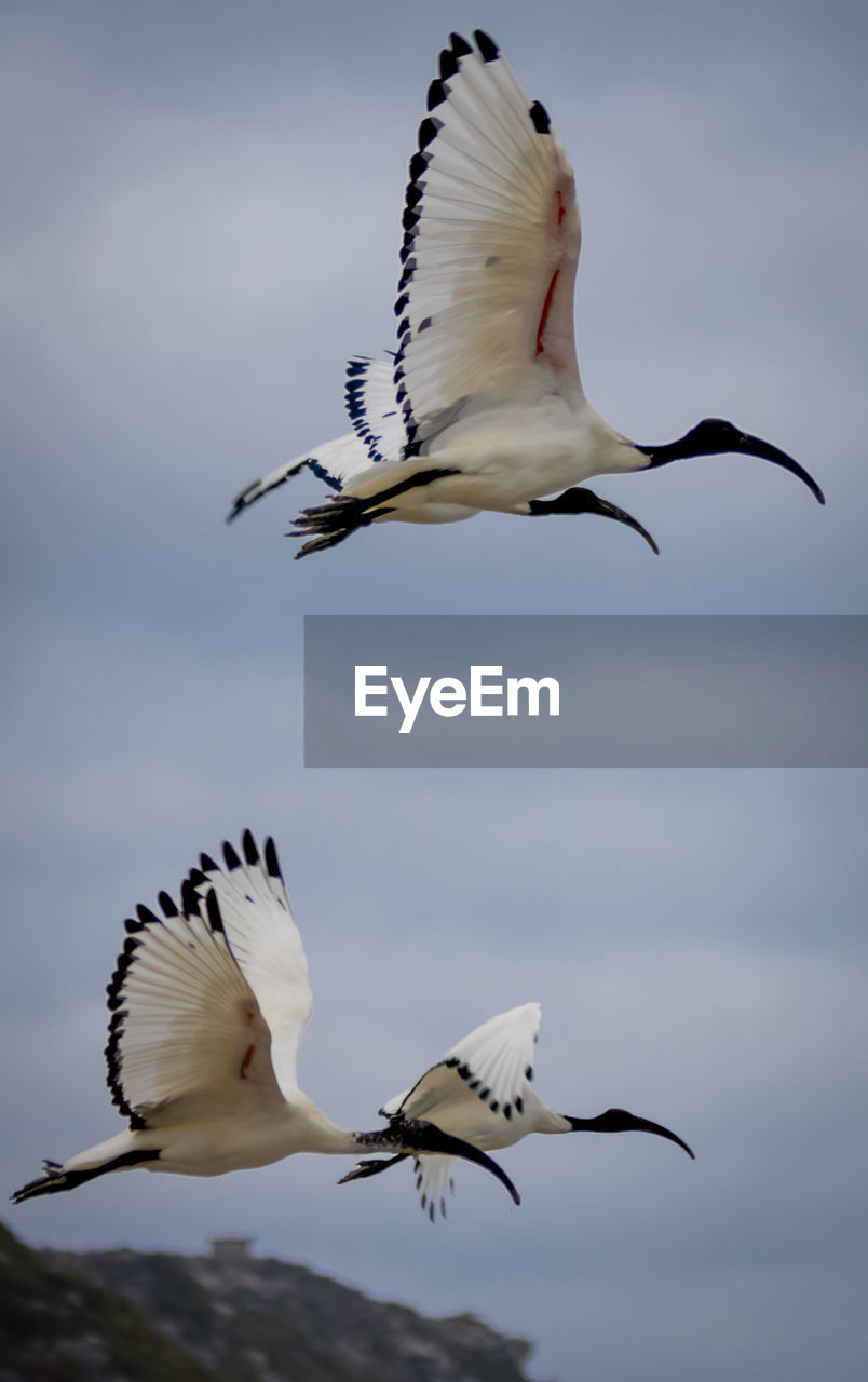 Birds flying in sky