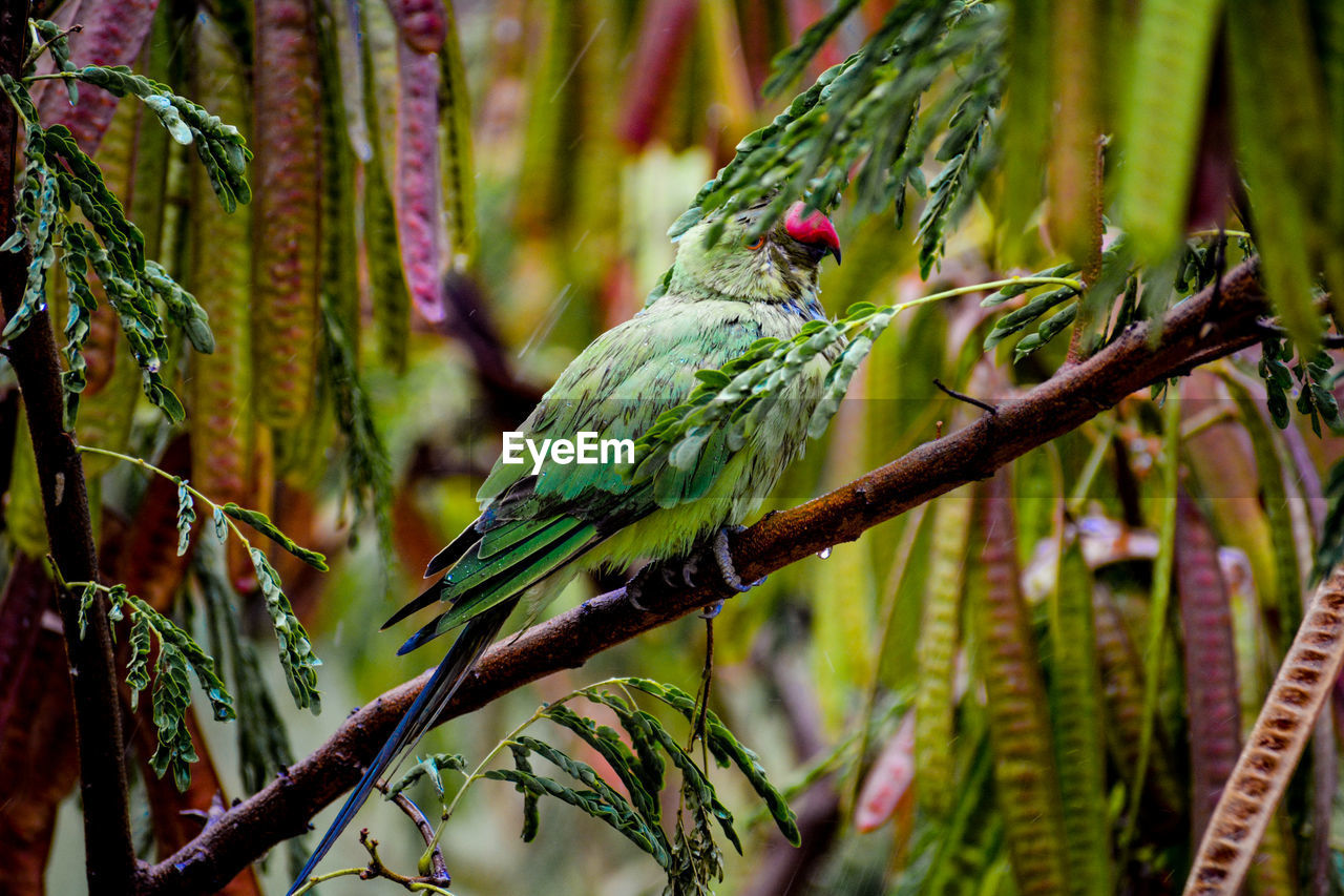 View of parrot perching on tree