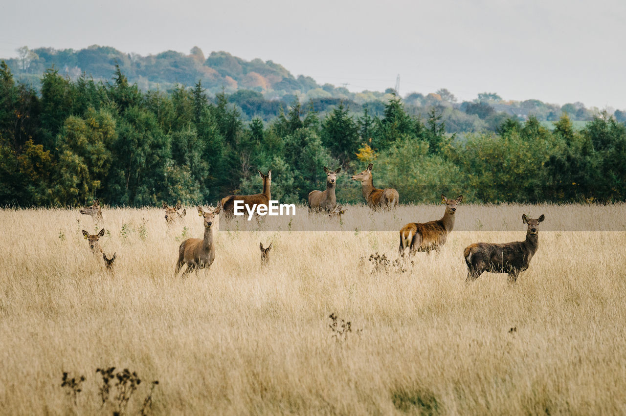 Deer on grassy field against sky