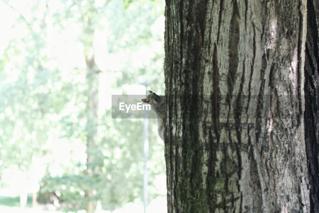 SQUIRREL ON A TREE TRUNK