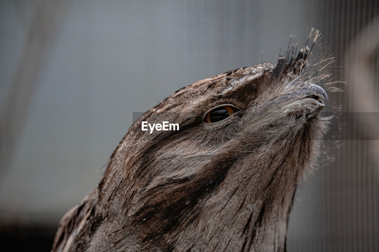 Tawny frogmouth side view
