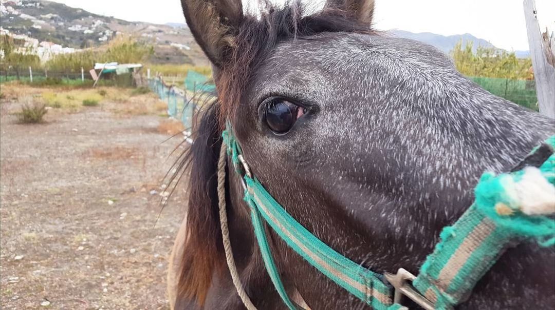 CLOSE-UP OF HORSE ON FIELD