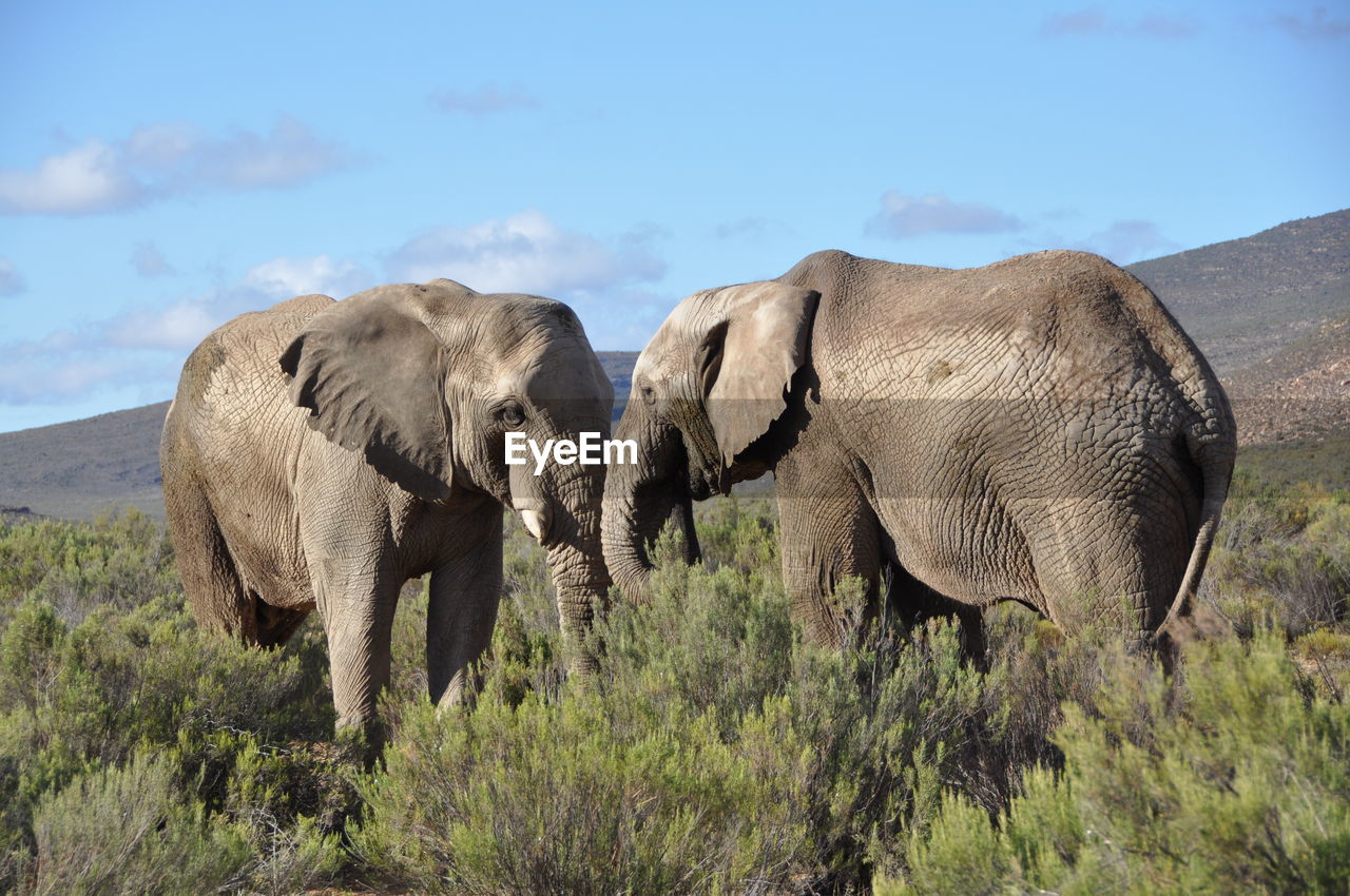 Elephant on landscape against sky