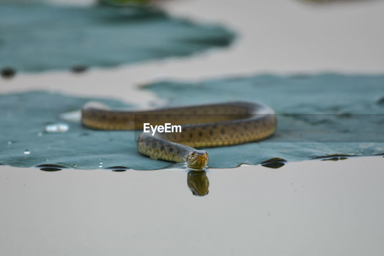 Snake on leaf in lake