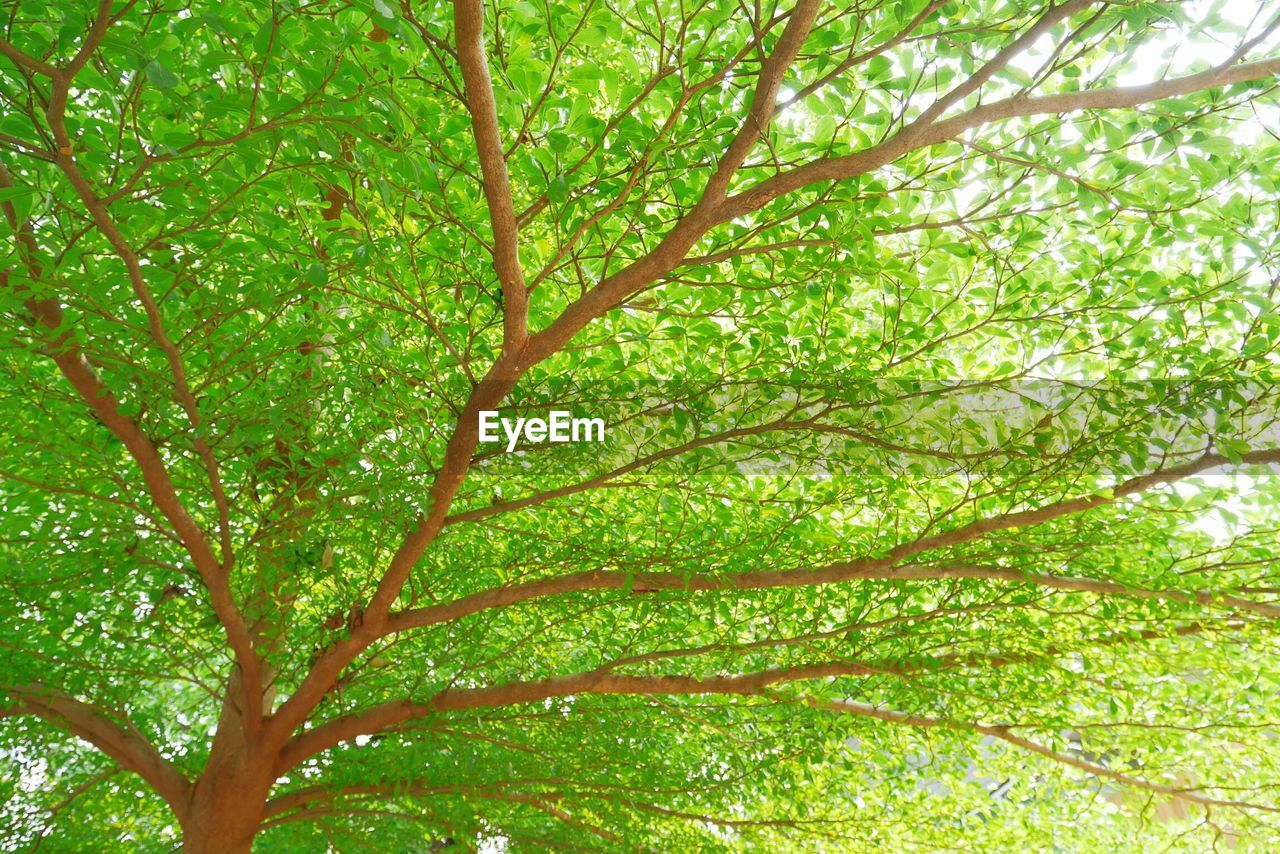 LOW ANGLE VIEW OF TREE AGAINST SKY