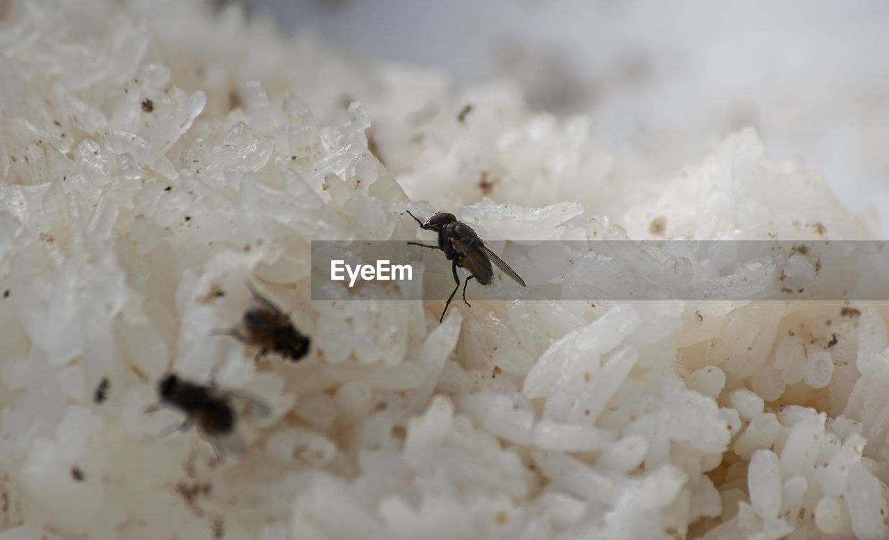 CLOSE-UP OF FLY ON WHITE FLOWERING