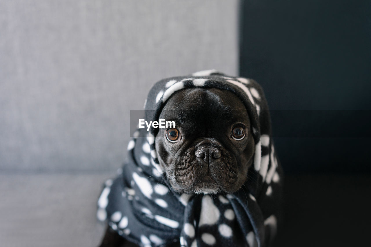 Close-up portrait of a french bulldog dog