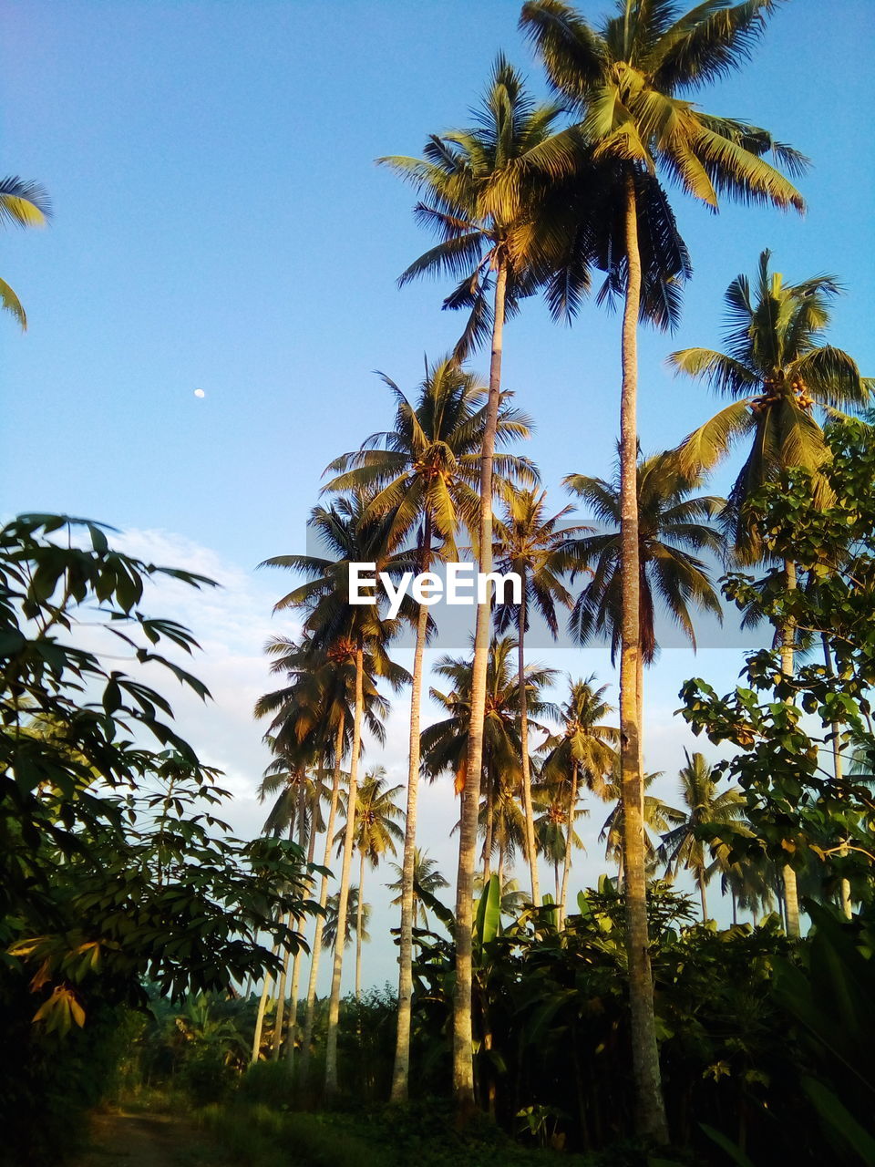LOW ANGLE VIEW OF PALM TREES AGAINST BLUE SKY