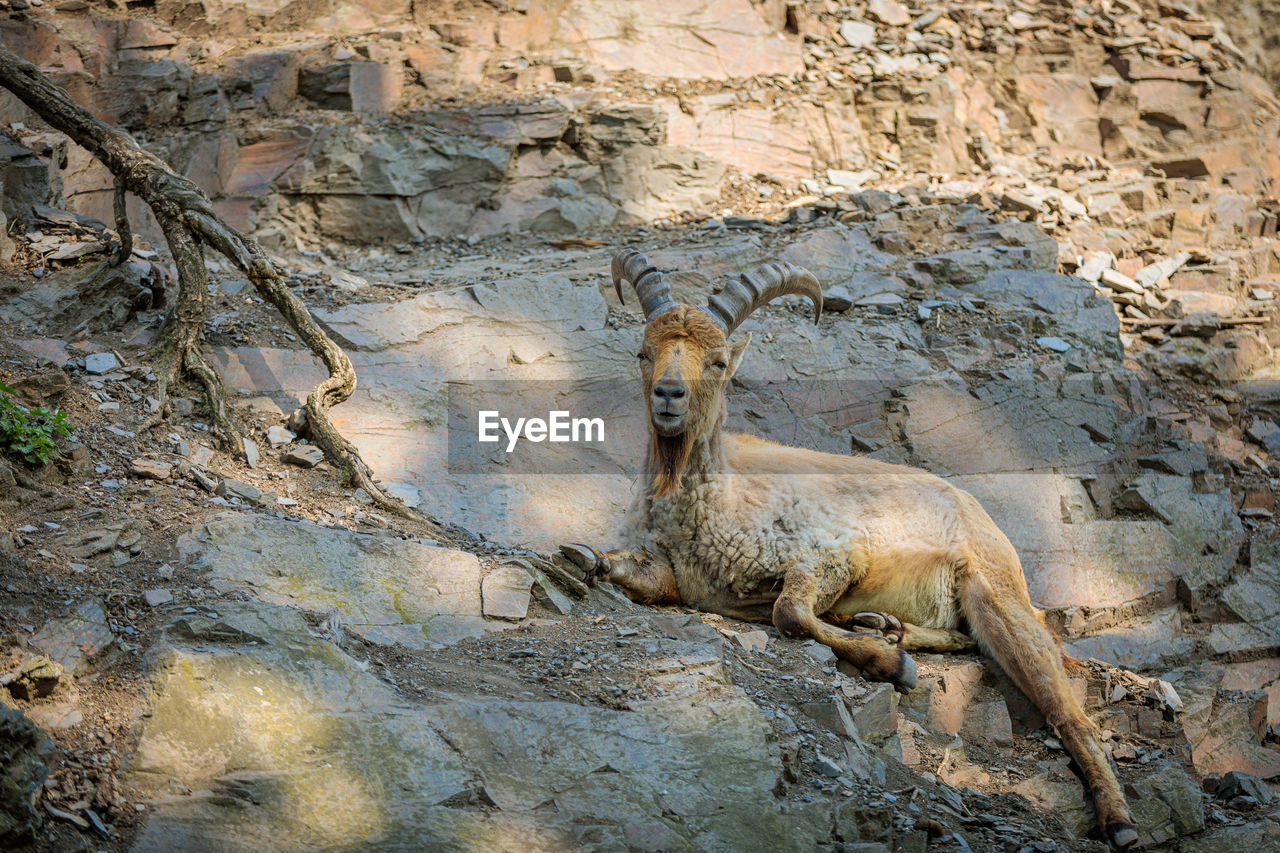 An adult goat with a beard and huge horns lies on a mountainside and looks into the distance.