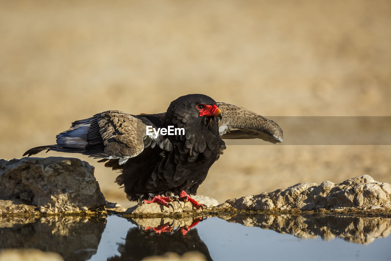 animal themes, bird, animal, animal wildlife, wildlife, one animal, beak, nature, no people, wing, animal body part, outdoors, full length, black, water, day, perching, reflection, close-up