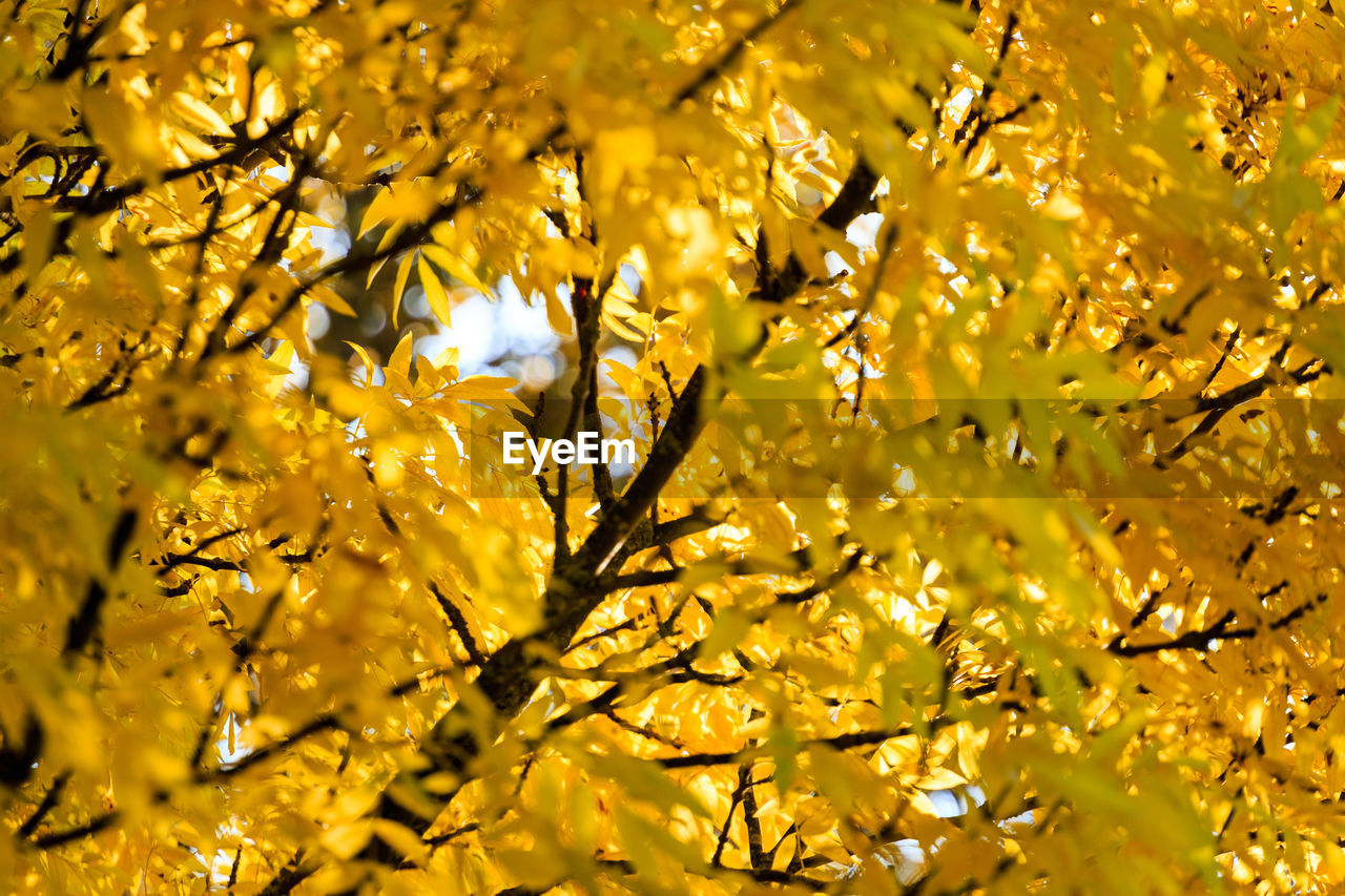 Full frame shot of autumn tree