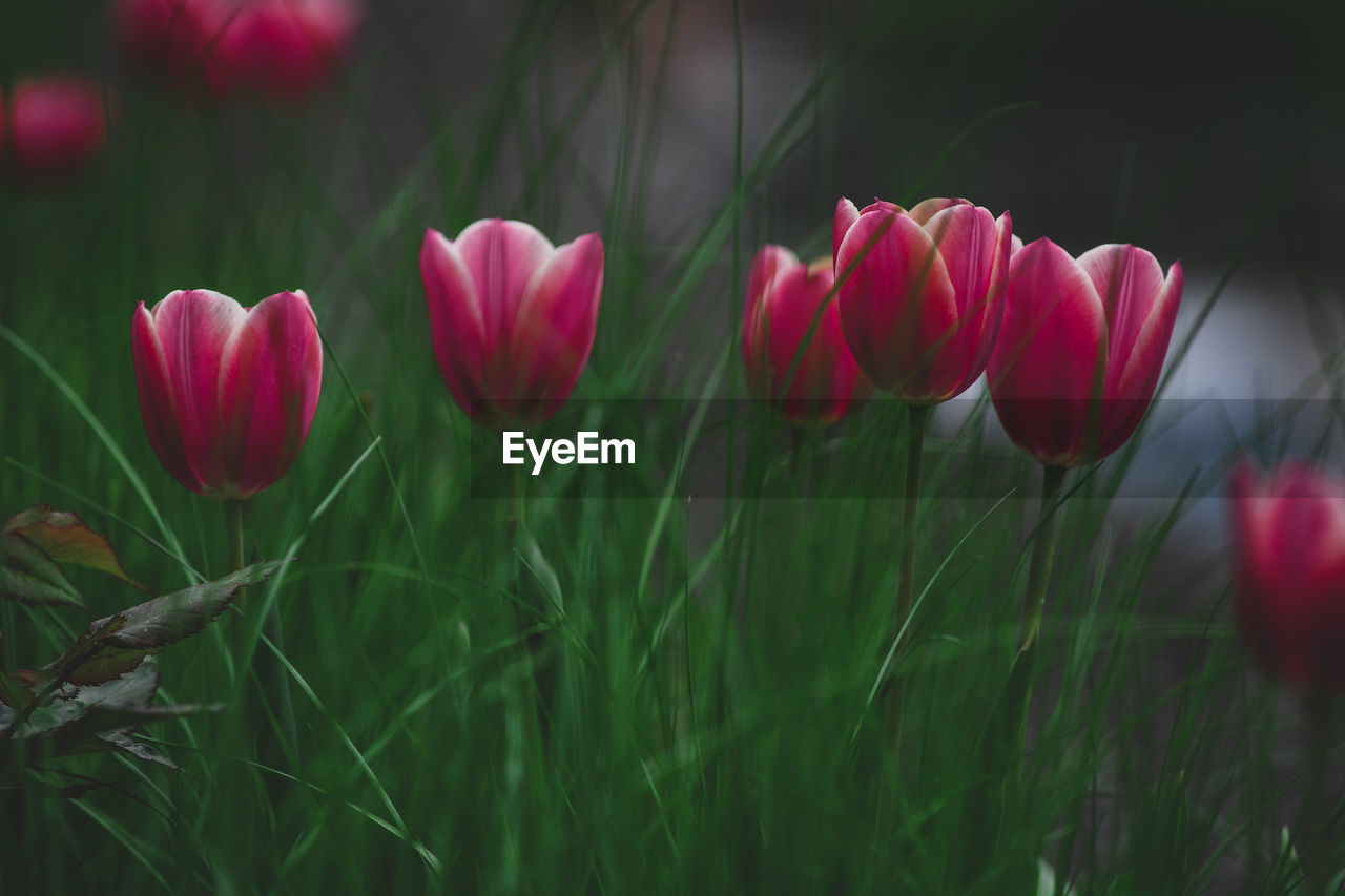 CLOSE-UP OF PINK TULIPS IN FIELD