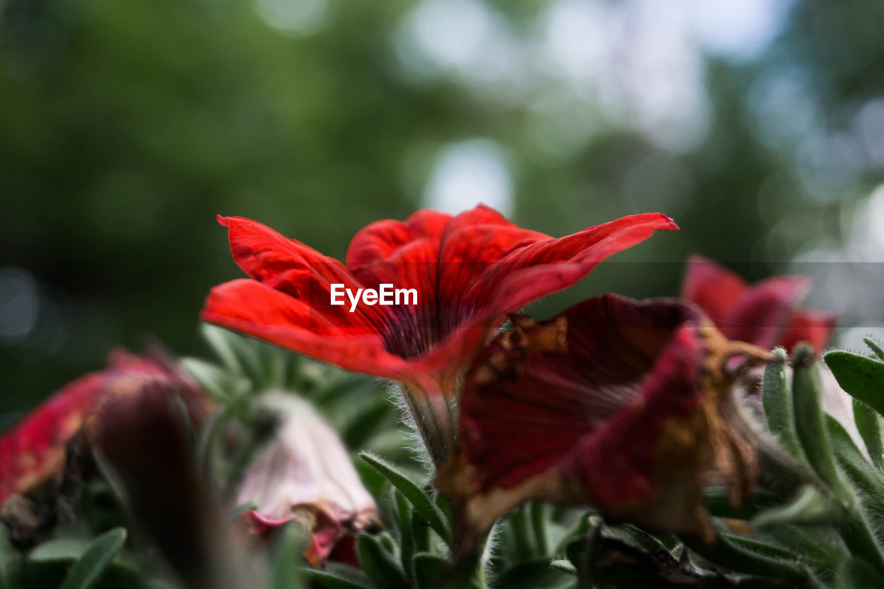 Close-up of red flower blooming outdoors